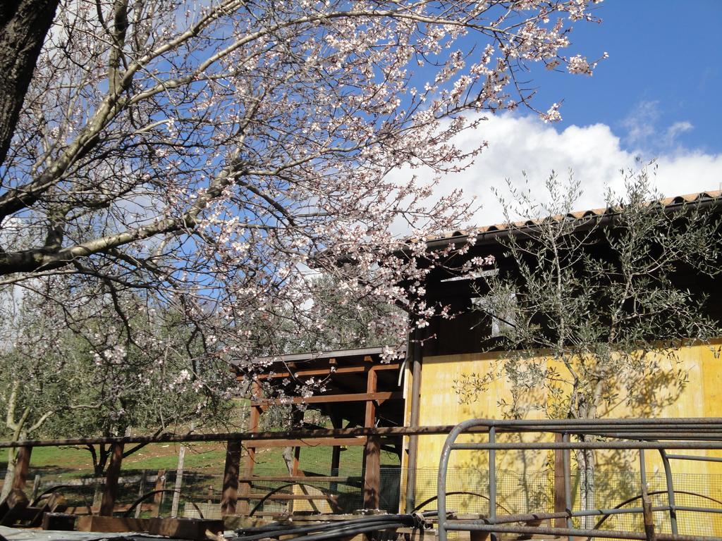 Agriturismo Le Valli Acuto Ngoại thất bức ảnh
